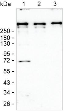 DMXL2 Antibody in Western Blot (WB)
