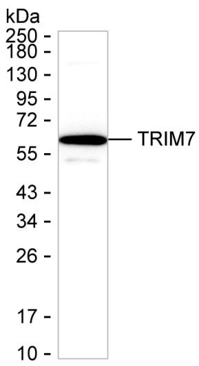 RNF90 Antibody in Western Blot (WB)