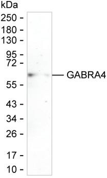 GABRA4 Antibody in Western Blot (WB)