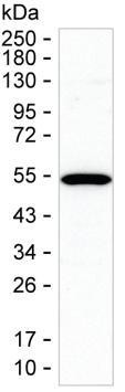 STAMBP Antibody in Western Blot (WB)