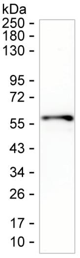 TRIM65 Antibody in Western Blot (WB)