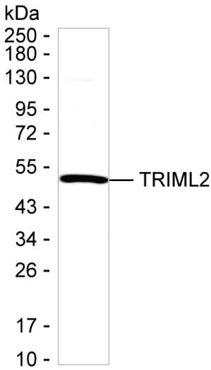 TRIML2 Antibody in Western Blot (WB)