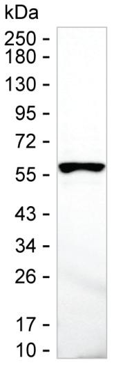 FKBP5 Antibody in Western Blot (WB)