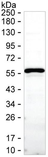 FKBP5 Antibody in Western Blot (WB)