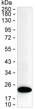 CAPS Antibody in Western Blot (WB)