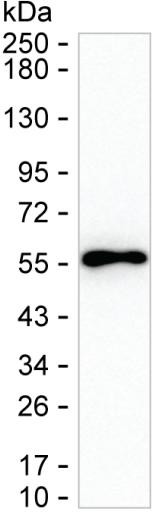 C14orf130 Antibody in Western Blot (WB)