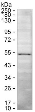 RNF135 Antibody in Western Blot (WB)