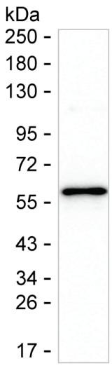 TSLP Antibody in Western Blot (WB)
