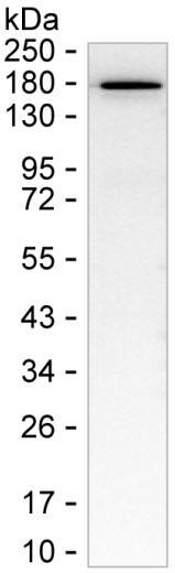 HMHA1 Antibody in Western Blot (WB)