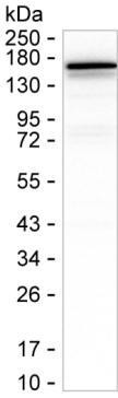HMHA1 Antibody in Western Blot (WB)
