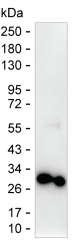Securin Antibody in Western Blot (WB)