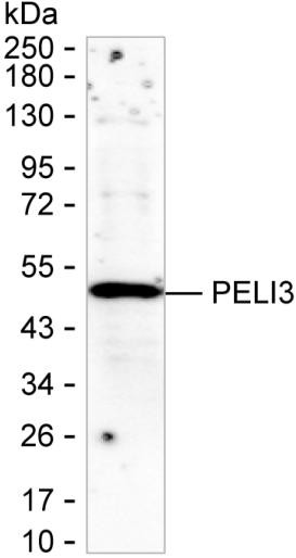 Pellino 3 Antibody in Western Blot (WB)