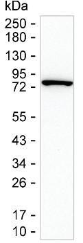 PKC beta Antibody in Western Blot (WB)