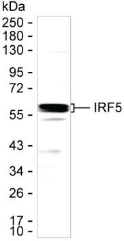 IRF5 Antibody in Western Blot (WB)