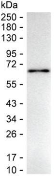 HEXIM1 Antibody in Western Blot (WB)