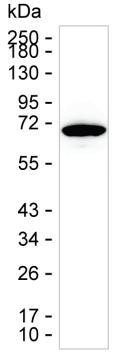 HSPA1A Antibody in Western Blot (WB)