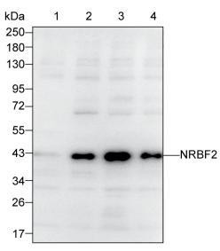 NRBF2 Antibody in Western Blot (WB)
