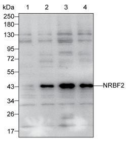 NRBF2 Antibody in Western Blot (WB)