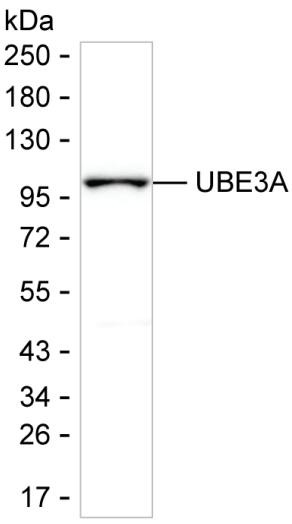 E6AP Antibody in Western Blot (WB)