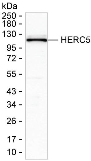 HERC5 Antibody in Western Blot (WB)