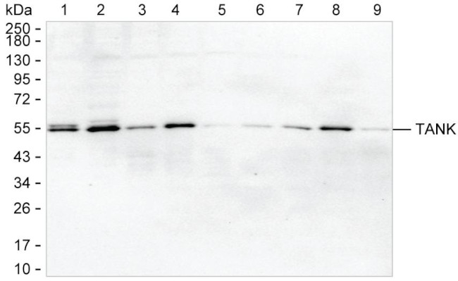 TANK Antibody in Western Blot (WB)