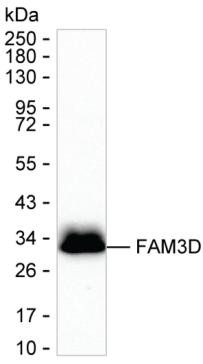 FAM3D Antibody in Western Blot (WB)