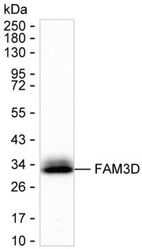 FAM3D Antibody in Western Blot (WB)