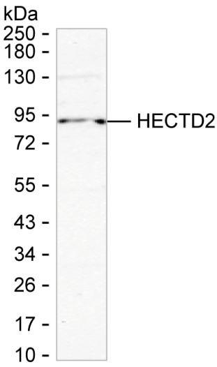 HECTD2 Antibody in Western Blot (WB)