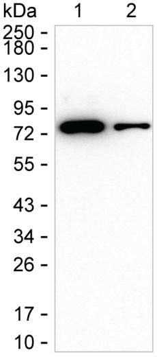 LRRN1 Antibody in Western Blot (WB)