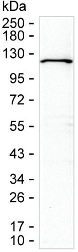 WDR59 Antibody in Western Blot (WB)