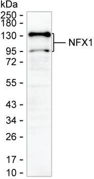 NFX1 Antibody in Western Blot (WB)