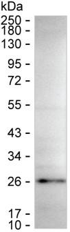 C7orf50 Antibody in Western Blot (WB)