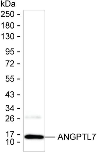 ANGPTL7 Antibody in Western Blot (WB)
