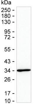 PTGES2 Antibody in Western Blot (WB)