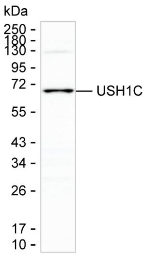USH1C Antibody in Western Blot (WB)