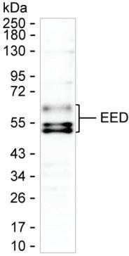 EED Antibody in Western Blot (WB)