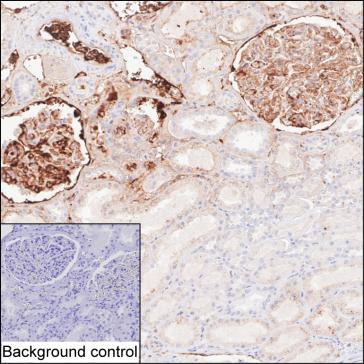 Fibrinogen gamma Antibody in Immunohistochemistry (Paraffin) (IHC (P))