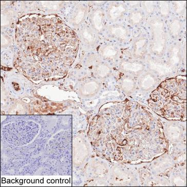 Fibrinogen gamma Antibody in Immunohistochemistry (Paraffin) (IHC (P))