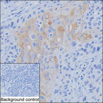 Activin A Antibody in Immunohistochemistry (Paraffin) (IHC (P))