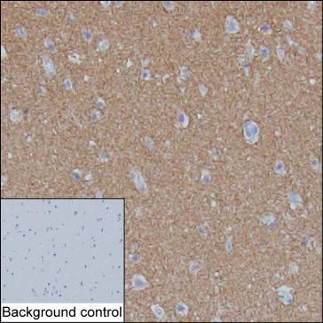 SV2A Antibody in Immunohistochemistry (Paraffin) (IHC (P))