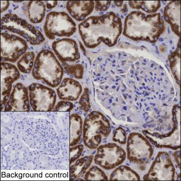 COQ9 Antibody in Immunohistochemistry (Paraffin) (IHC (P))