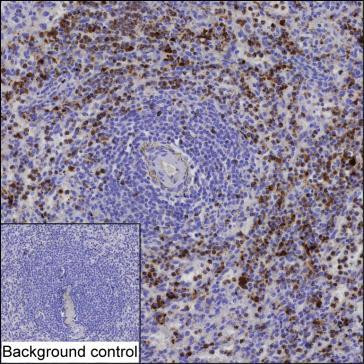 Resistin Antibody in Immunohistochemistry (Paraffin) (IHC (P))