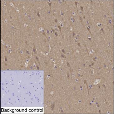 NRGN Antibody in Immunohistochemistry (Paraffin) (IHC (P))