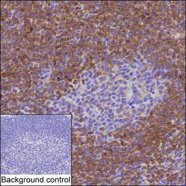 BANK1 Antibody in Immunohistochemistry (Paraffin) (IHC (P))