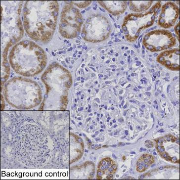 Mitofilin Antibody in Immunohistochemistry (Paraffin) (IHC (P))