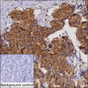 NUCB2 Antibody in Immunohistochemistry (Paraffin) (IHC (P))