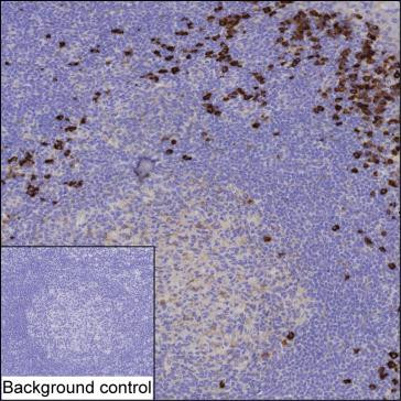TXNDC5 Antibody in Immunohistochemistry (Paraffin) (IHC (P))