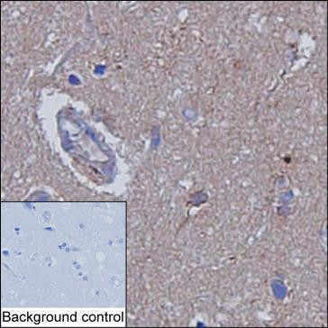 Ankyrin B Antibody in Immunohistochemistry (Paraffin) (IHC (P))