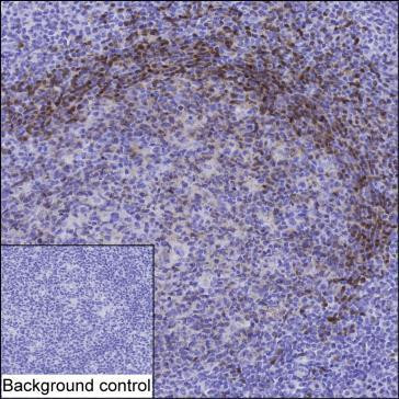 TCL1A Antibody in Immunohistochemistry (Paraffin) (IHC (P))