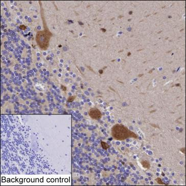 SRPK2 Antibody in Immunohistochemistry (Paraffin) (IHC (P))